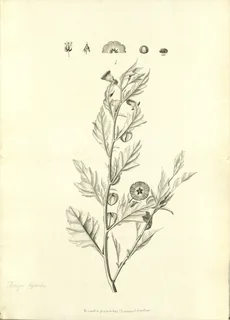 Ilustración botánica de Capulí cimarrón