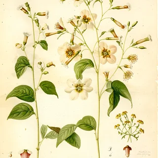 Ilustración botánica de Nicotiana paniculata