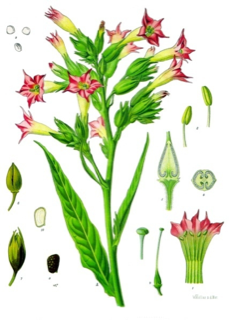 Ilustración botánica de Tabaco