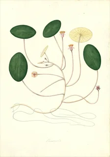 Ilustración botánica de Nymphaea odorata