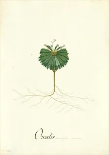 Ilustración botánica de Oca