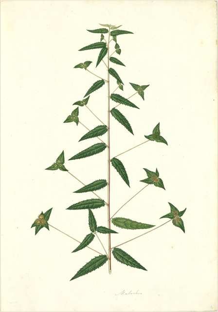 Ilustración botánica de Ocimum campechianum