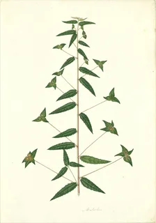 Ilustración botánica de Albahaca de monte