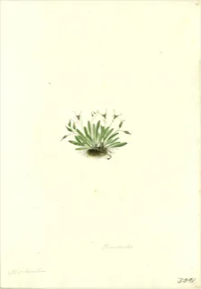 Ilustración botánica de Oxalis corniculata