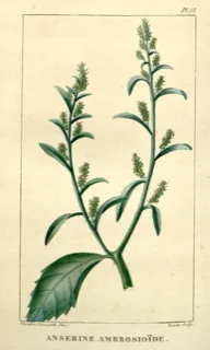 Ilustración de Paico