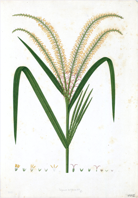 Ilustración botánica de Panicum fasciculatum