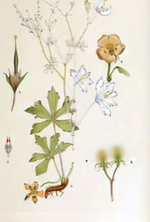 Ilustración botánica de Pasuchaca