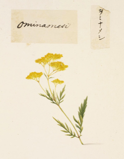 Ilustración botánica de Patrinia scabiosifolia