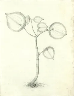 Ilustración botánica de Corazón de hombre