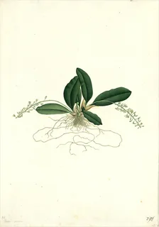 Ilustración botánica de Peperomia quadrifolia