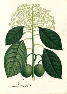 Ilustración botánica de Persea caerulea