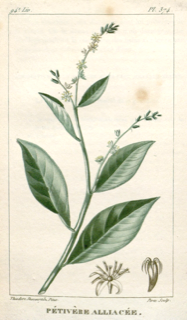 Ilustración de Anamú
