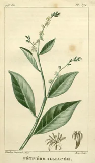 Ilustración botánica de Anamú