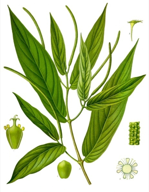 Ilustración botánica de Piper auritum