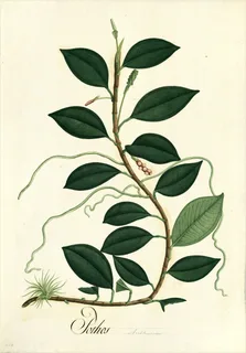 Ilustración botánica de Guayusa de monte