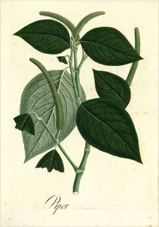 Guaviduca