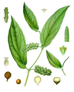 Piper cubeba