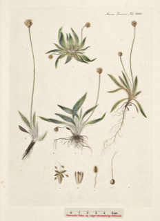 Plantago lanceolata