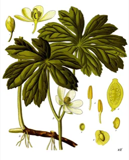 Ilustración botánica de Podophyllum peltatum