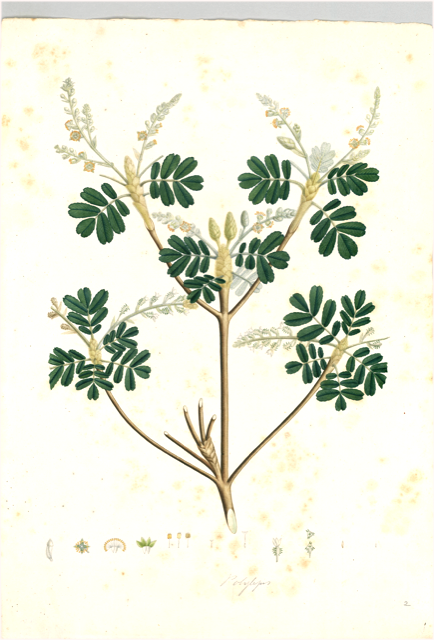 Ilustración botánica de Polygala paniculata