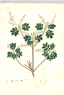 Ilustración botánica de Polygala paniculata