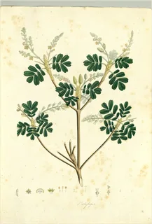 Ilustración botánica de Polygala paniculata