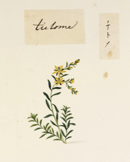 Polygonum aviculare