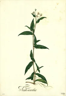 Ilustración botánica de Polygonum hydropiperoides