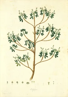 Ilustración botánica de Queñua