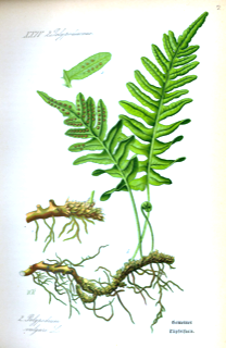 Ilustración de Calaguala