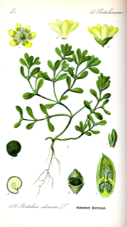 Verdolaga
