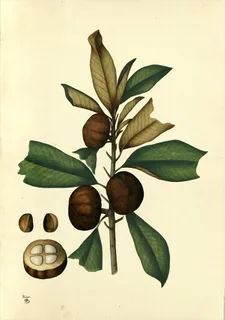 Ilustración botánica de Mamey