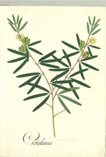 Ilustración botánica de Mezquite