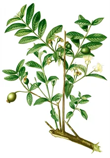 Ilustración botánica de Guayaba