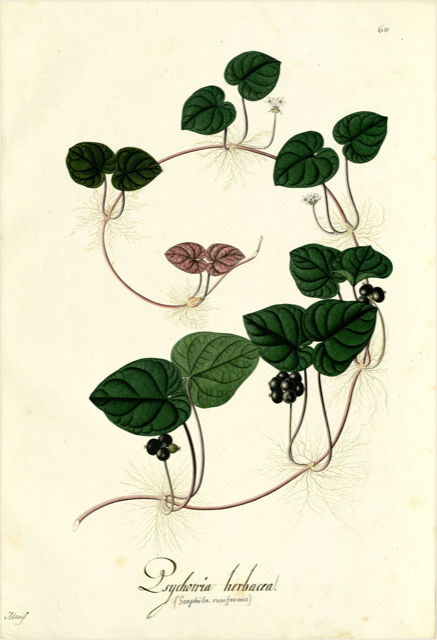 Ilustración botánica de Psychotria viridis