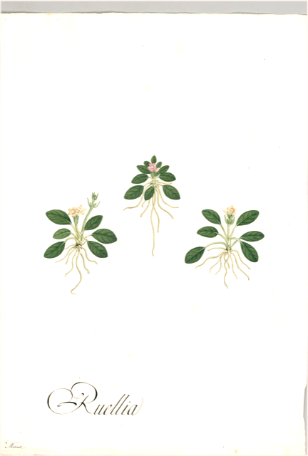 Ilustración botánica de Ruellia geminiflora