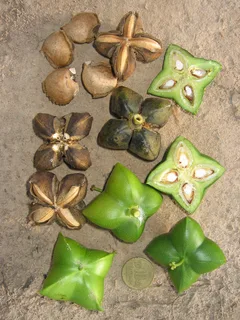 Ilustración botánica de Sacha inchi