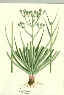 Ilustración botánica de Sachaculantro