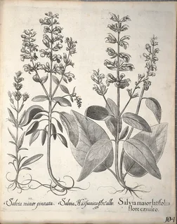 Ilustración botánica de Chía