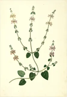 Ilustración botánica de Salvia