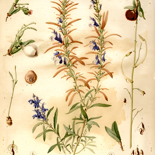 Ilustración botánica de Salvia punctata