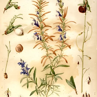 Ilustración botánica de Salvia punctata