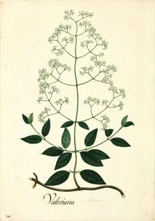 Ilustración botánica de Sambucus canadensis