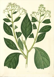 Ilustración botánica de Saúco