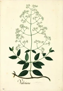 Ilustración botánica de Sauco