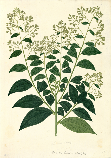 Ilustración botánica de Sambucus peruviana