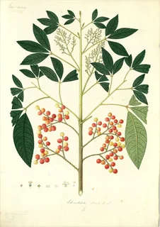 Ilustración botánica de Jaboncillo