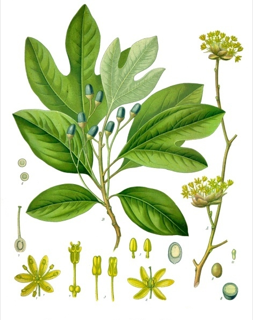 Ilustración botánica de Sassafras