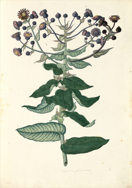 Ilustración botánica de Senecio nutans
