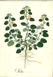 Ilustración botánica de Escoba de castilla